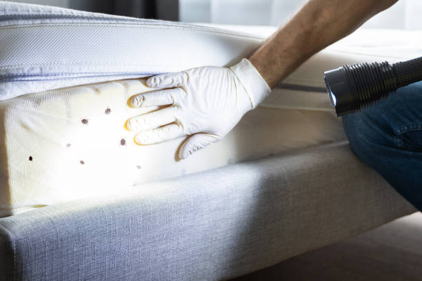 Best Affordable Pest Control Services  in Flagstaff, AZ